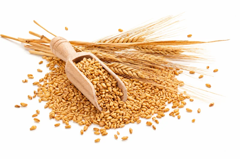 Golden wheat ears and grains in a wooden scoop